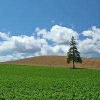 Lonely tree in field