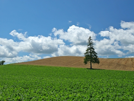 Lonely tree in field - nature, cloud, tree, field, grass