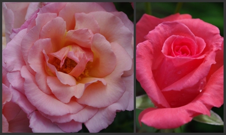 Pink Rose Collage - elegance, grace, paradise, delicate