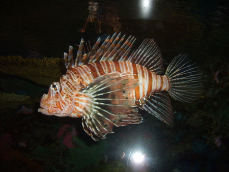 Lion Fish - lionfish, fish, aquarium, poisonous