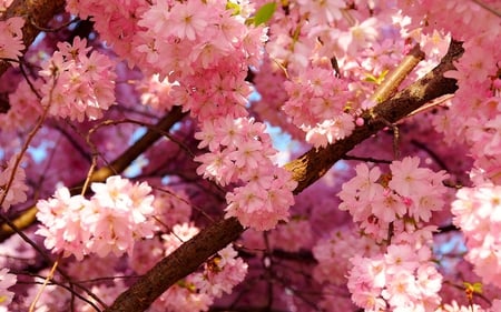 Cherry Blossom - maravilloso, hd, flor de serezo, rosado