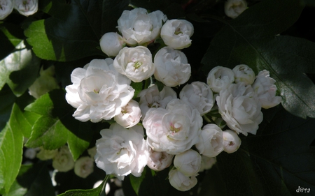 Flores Blancas - blancas, flores, hd, bonitas