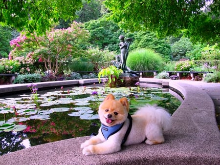 Dog by the pond. - statue, waterlily, dog, tree, garden, pond