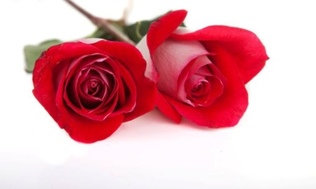 Roses - beauty, two, roses, red, beautiful, petals, red rose