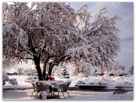 Please take a Seat under the Old Tree - home, old tree, garden, winter scenery