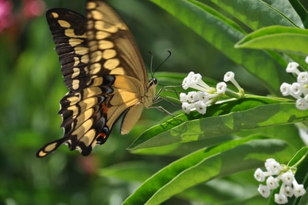 Beautiful Butterfly - butterfly, white flowers, beautiful, brown