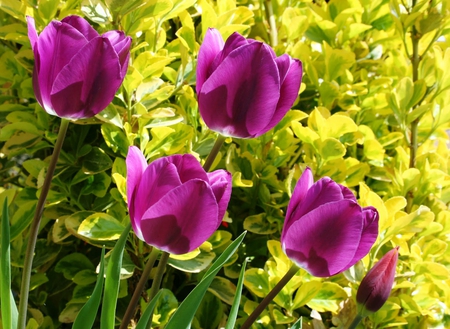 ~ღ Tulipanes para Luiza ღ~ - lavender, spring, flowers, purple, garden, violet, light green, forever, beautiful, sunshine, tulipanes, beauty, lovely, wonderful, tulips, nature, dark green