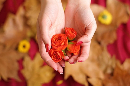 A GIFT FOR MY DN FRIENDS - nice, hands, soft, blooms, bud, rose, plants, nature, delecate, pretty, blossoms, red, flowers