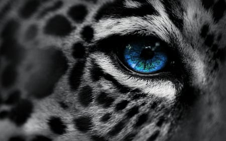 Eye of the Leopard - leopard, cat, wild, blue, anime, eye