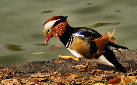 Cute Mandarin Duckling