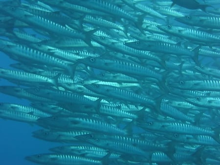 Get Out of My Way - fish, ocean, water, school