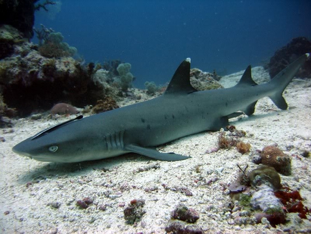 Lurking on the Ocean Bed