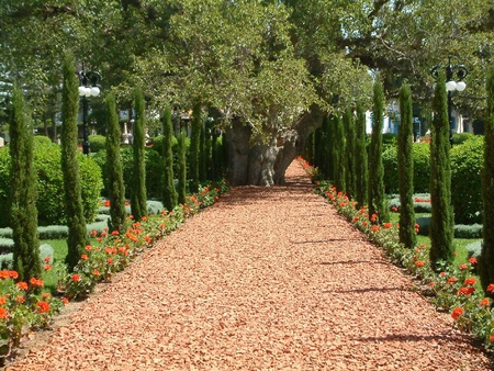 Bahai Gardens, Acco Israel - garden, path, trees, bushes