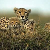 Mom and Her Little Ones