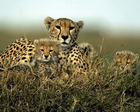 Mom and Her Little Ones - cheetah, cubs, cat, little