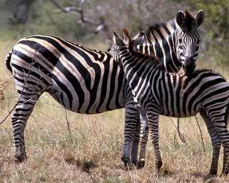 I'll Keep Watch on You - horse, stripes, zebra, ground