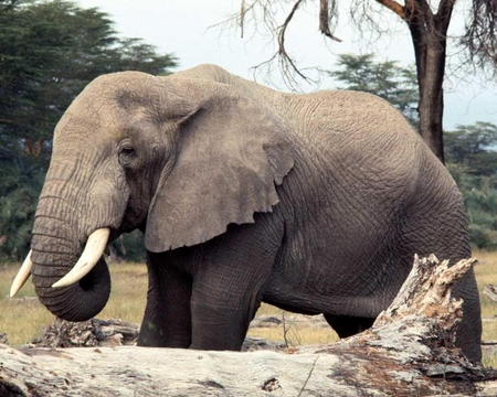 I'm Just Having a Little Snack - sky, trunk, trees, elephant