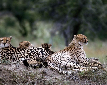 The Whole Family - cheetahs, ground, trees, cats