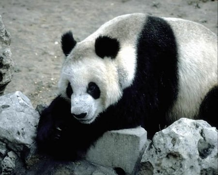 Let's Rest - bear, eyes, black, ground, rocks, white, ears, paws, panda