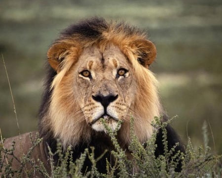 Hi My Name Is King - male, ground, lion, grass, cat