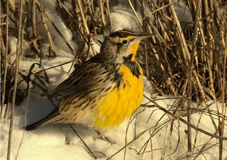 Pretty Bird - pretty, bird, nature, animals