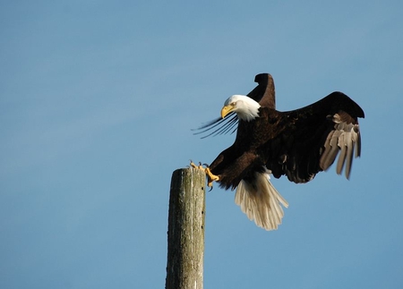 landing - bald, eagle, landing, bird