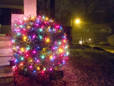 Christmas lights - christmas, bush, front door, lights, colourful, tree