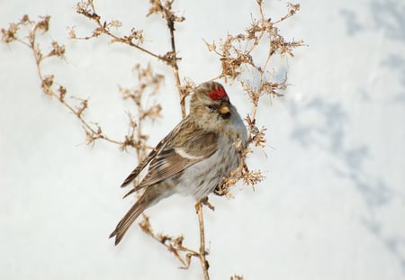 redpoll - bird, winter, nature, snow, redpoll