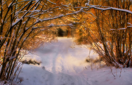 winter fairy tale - path, nature, snow, forest, fairy tale