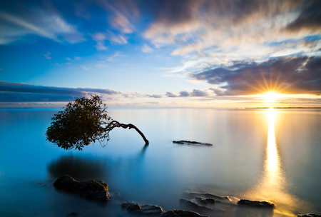 embracing_the_sun - clouds, nature, lake, reflection, tree, sun, sky