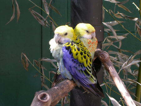 love birds - animal, love, couple, birds