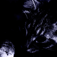 Violet Kitty