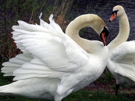 swans - white, animal, swansm wings