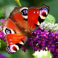Butterfly (Aglais io) for my dear friend Jeannie (Candy Sugar)