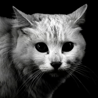 Cute White Cat