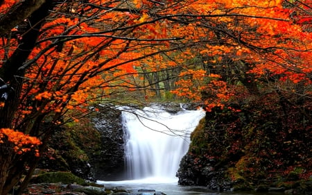 AUTUMN FALLS - colors, forest, autumn, falls