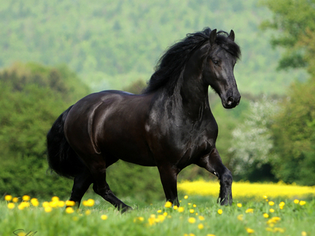 Black Horse - horses