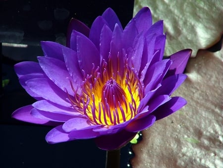 Purple Waterlily - petal, purple, ochre, waterlily, flower