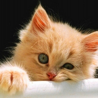 Lazy kitty