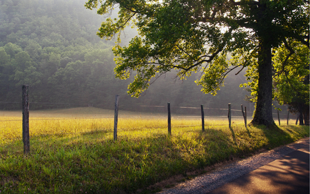 Beautiful View - nature, view, beautiful, sun, green