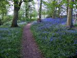 Bluebells Flowers