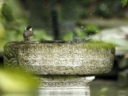 Morning Bath Time - water, cement, birds, bath