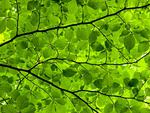 Beech Leaf Canopy