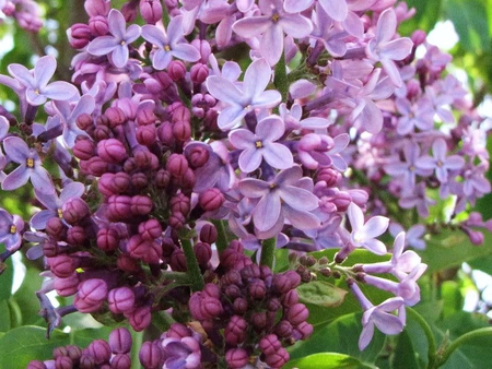 Lilacs in Bloom - flower, purple, bloom, lilacs