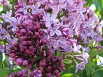 Lilacs in Bloom