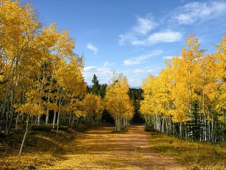 Golden Aspen Trail - trail, trees, aspen, sky