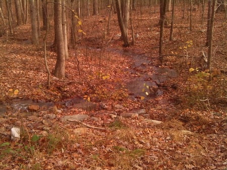 Little Stream in the Woods - leaves, stream, water, trees