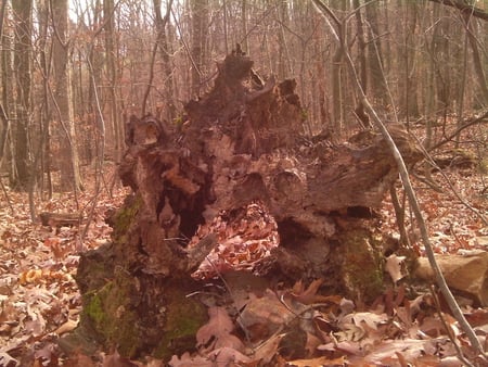 Stump with Hole - fall, stump, brown, tree, leaves