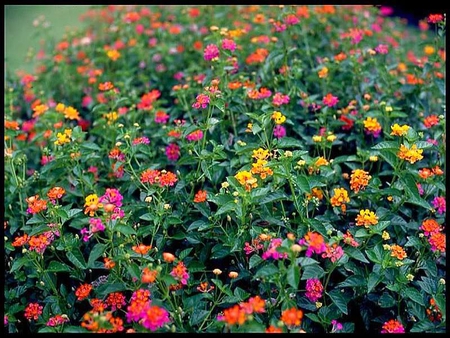 Patterns of Lantana - flowers, leaves, colors, bed