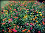 Patterns of Lantana